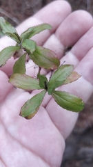 Hypericum glandulosum