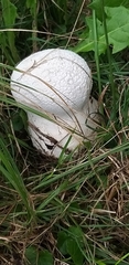 Lycoperdon utriforme