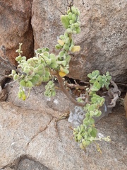 Nicotiana rupicola