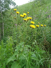 Crepis sibirica