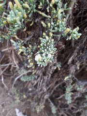Nolana crassulifolia