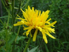 Crepis sibirica