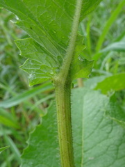 Crepis sibirica