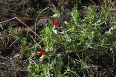 Glaucium corniculatum