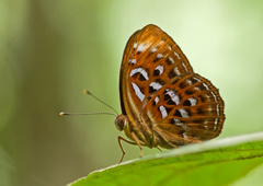 Taxila haquinus