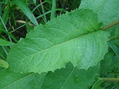 Crepis sibirica