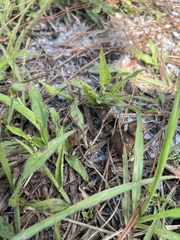 Collybiopsis villosipes