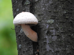 Hemipholiota populnea