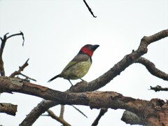 Lybius torquatus torquatus
