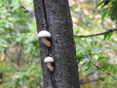 Hemipholiota populnea