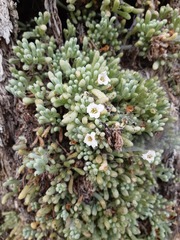Nolana crassulifolia