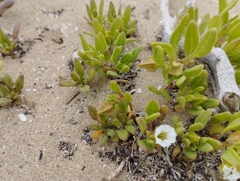 Nolana parviflora