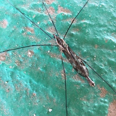 Tipula coquilletti