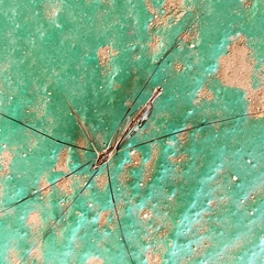 Tipula coquilletti