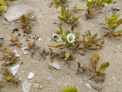 Nolana parviflora