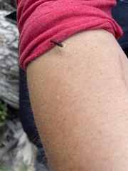Formicinae