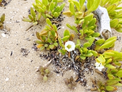 Nolana parviflora