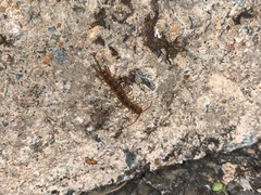Lithobius