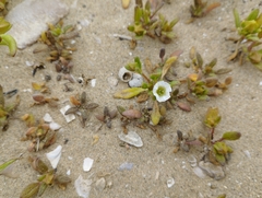 Nolana parviflora