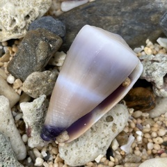 Conus flavidus