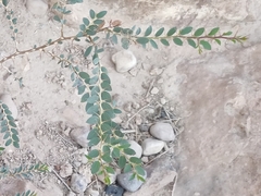 Paliurus spina-christi