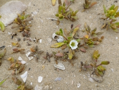 Nolana parviflora