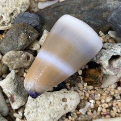 Conus flavidus