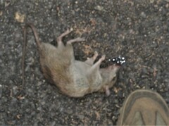 Rattus rattus
