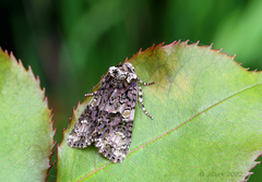 Craniophora ligustri