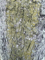 Candelariaceae