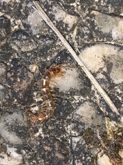 Lithobius melanops