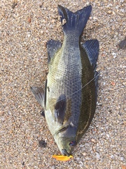 Hephaestus tulliensis