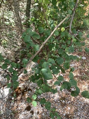 Paliurus spina-christi