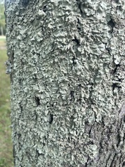 Flavopunctelia soredica