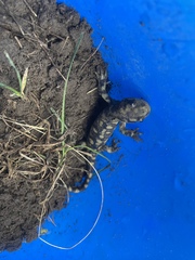 Ambystoma mavortium