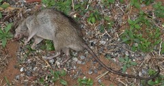 Rattus rattus