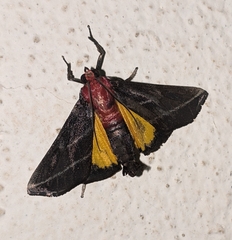 Toccolosida rubriceps