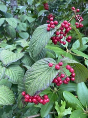 Viburnum wrightii