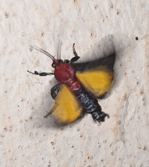 Toccolosida rubriceps