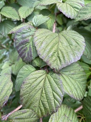 Viburnum wrightii