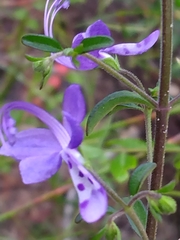 Trichostema suffrutescens