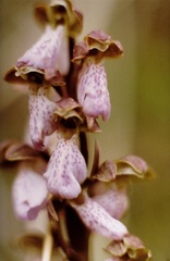 Orchis spitzelii
