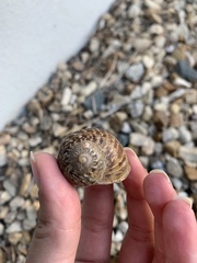 Cornu aspersum