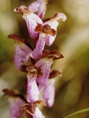 Orchis spitzelii