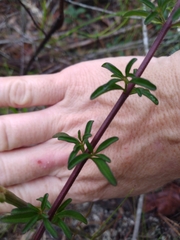 Trichostema suffrutescens