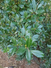 Ilex cornuta