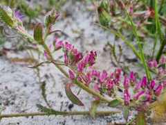 Aizoon paniculatum