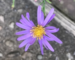 Symphyotrichum undulatum