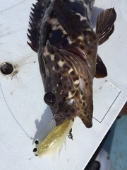 Epinephelus malabaricus