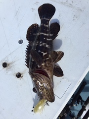 Epinephelus malabaricus